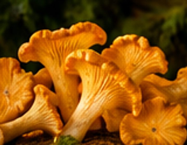 Chanterelle (Cantharellus spp.)