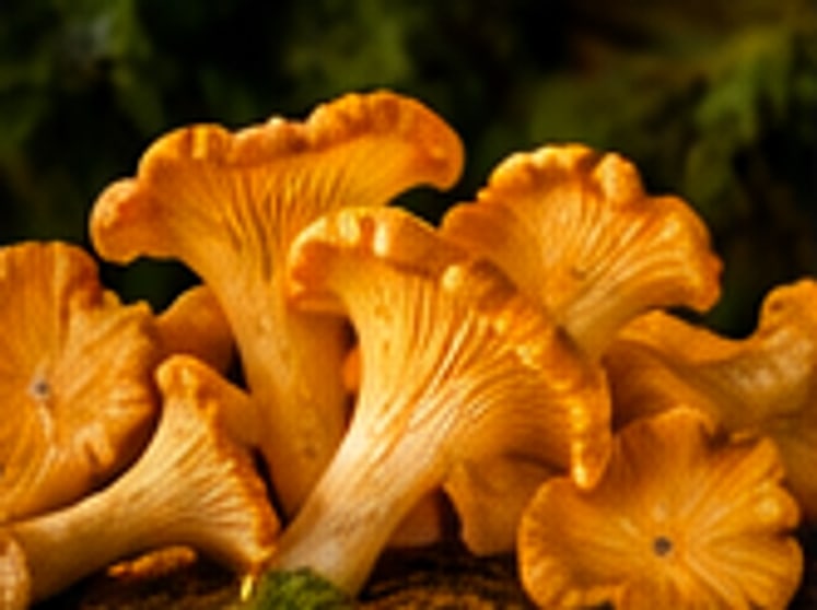 Chanterelle (Cantharellus spp.)