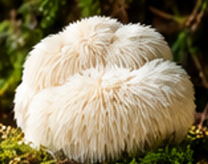 Lion's Mane (Hericium erinaceus)