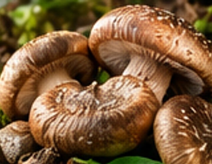 Shiitake (Lentinula edodes)